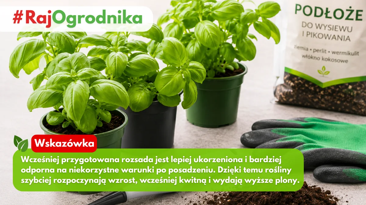 Dlaczego warto przygotowywać rozsady roślin blog sklep rajogrodnika